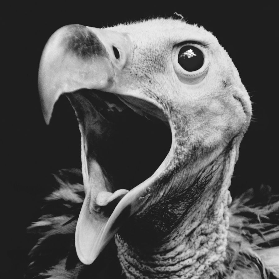 151223 Bloet_ Ja Becorte - Geboeid Promeutheus, fotograaf Phil-Underwood (2).jpg